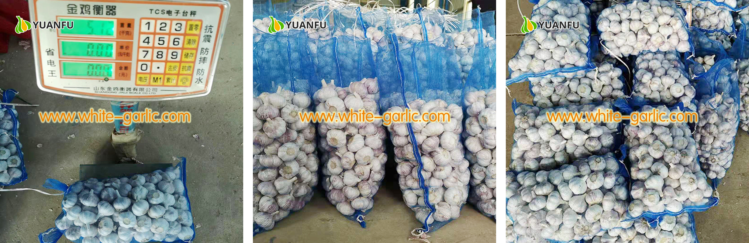 garlic exporters